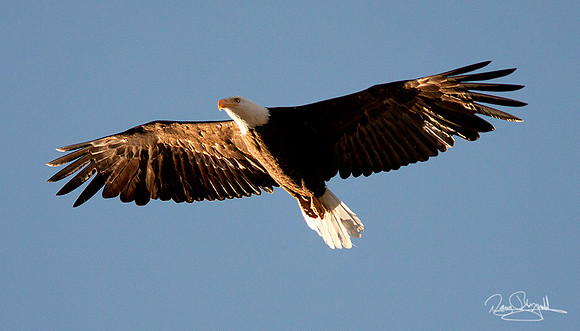 Bold Eagle
