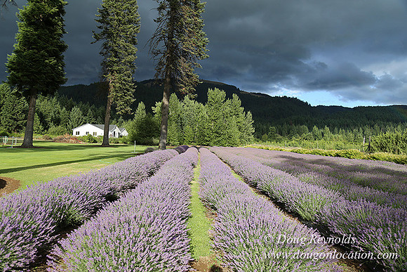 Lavender revisited-9056
