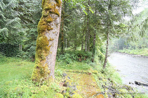 Small, Cabin, Home, River, OR, Oregon, Green, Yard,