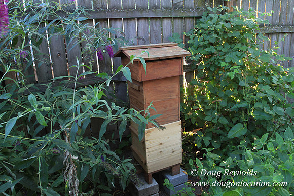Home" Bungalow, Bee's Back yard Chickens, Small,