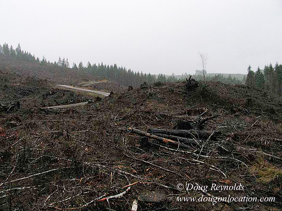 WC Clear Cut 2010-7783