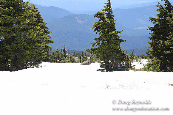 Timber Line-5375