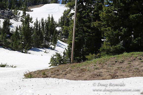 Medow's Snow-5735