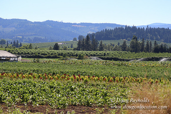 Thompson Rd Farm-8263