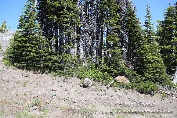 Timber Line-5564
