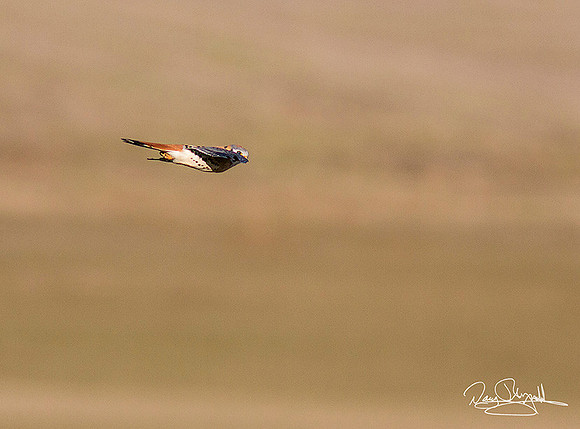 Kestrel