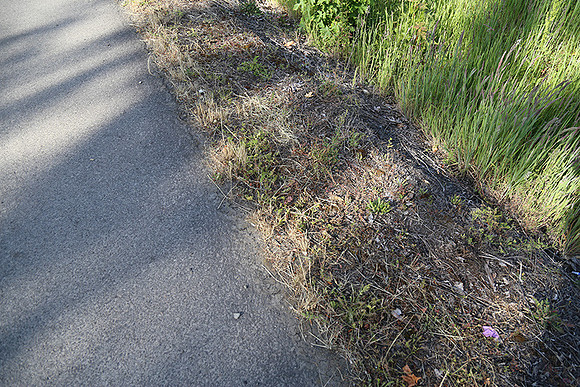 Dale's Penny Ln-5018
