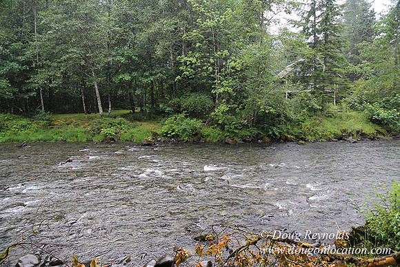 Small, Cabin, Home, River, OR, Oregon, Green, Yard,