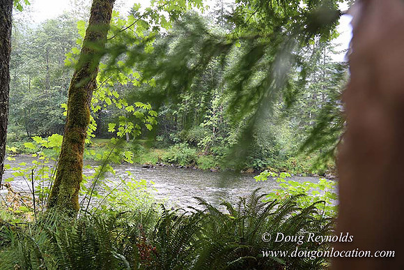 Small, Cabin, Home, River, OR, Oregon, Green, Yard,