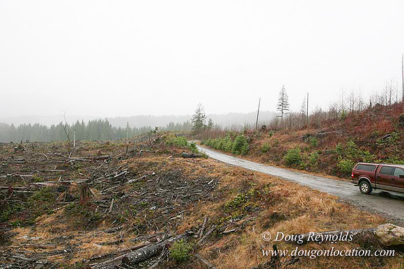 WC Clear Cut 2010-7842