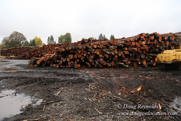 Saw Mill and Lumber Yard