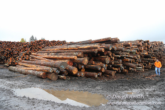 Saw Mill and Lumber Yard