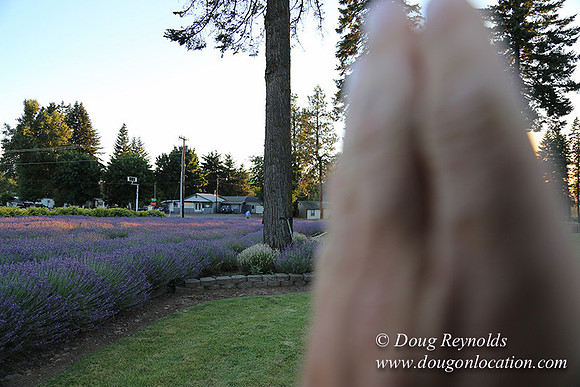 Bob's Lavender-8720
