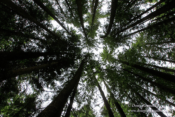 Larch Mt Rd