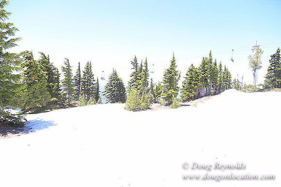 Timber Line-5353