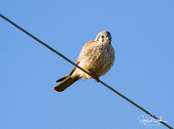 Kestrel