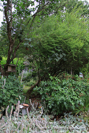 Laura’s Home This is a Portland Bungalow Style small home with a average sized and interesting back yard, nice garden with bee hive’s