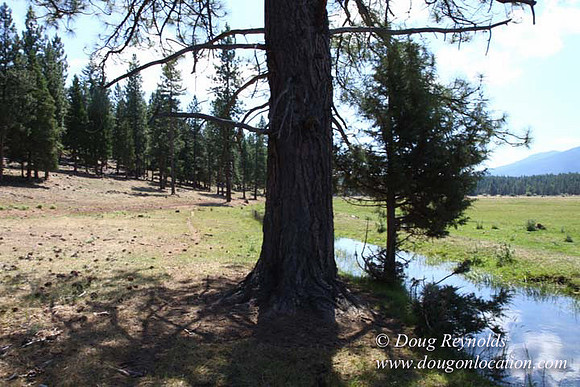 Ranch 18 South side of Hwy  has 2500 Acres of green fields Creeks water crossing Bridges on a Large Lake and miles of Dirt roads Oak trees  Forest land ATV Trails cows