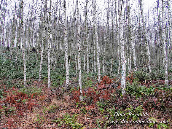 WC Clear Cut 2010-7794