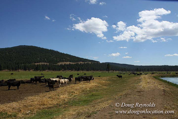 Ranch 18 South side of Hwy  has 2500 Acres of green fields Creeks water crossing Bridges on a Large Lake and miles of Dirt roads Oak trees  Forest land ATV Trails cows