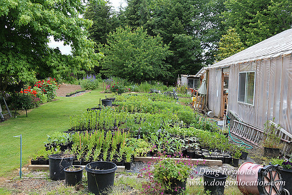 Shere's Garden Flowers & produce