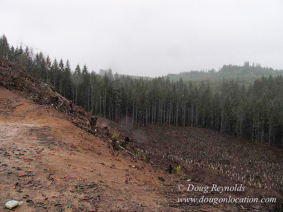 WC Clear Cut 2010-7792