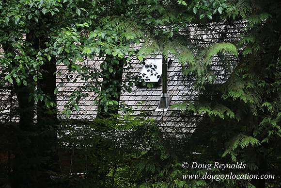 Gary's Cabin-7604