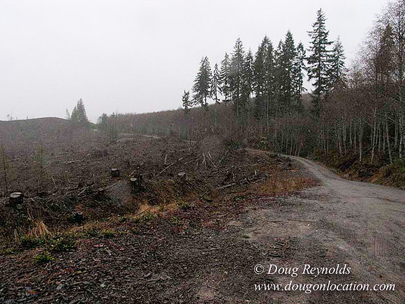 WC Clear Cut 2010-7796