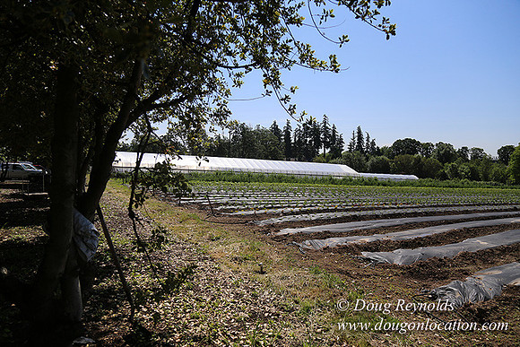 Vahan's Farm & Market-5157