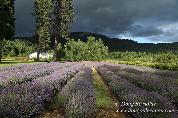 Lavender revisited-9057