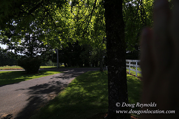 "2 Barns", "2 car garage", "40+ Acres", "PDX Zone", Pool, "White Fence", cows, "farm House", "rap around dive", "well maintained"