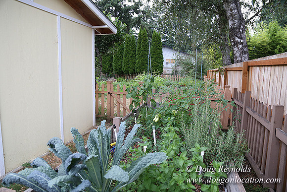 Nathan's Backyard-1727