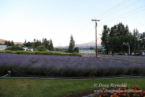Bob's Lavender-8763