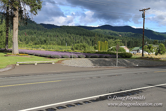 Lavender revisited-9077