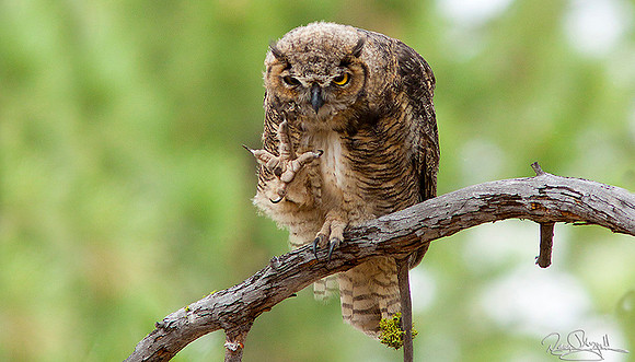 Great Horned Owl