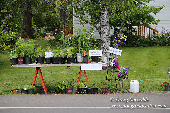 Shere's Garden Flowers & produce