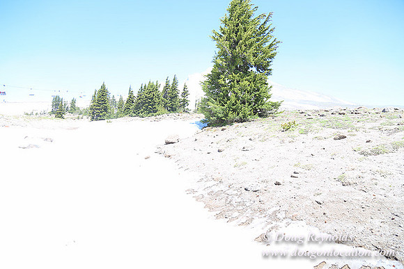 Timber Line-5358