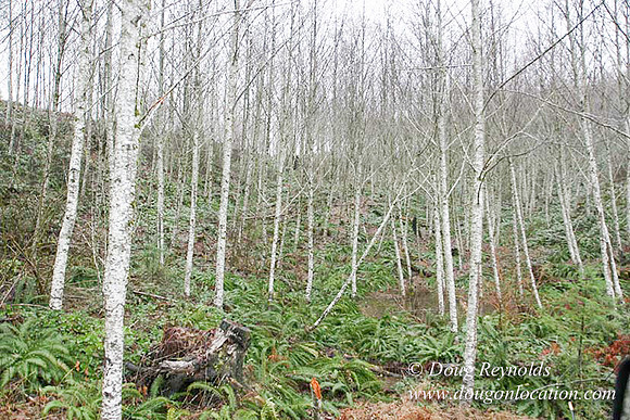 WC Clear Cut 2010-7844