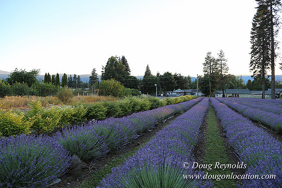 Bob's Lavender-8733