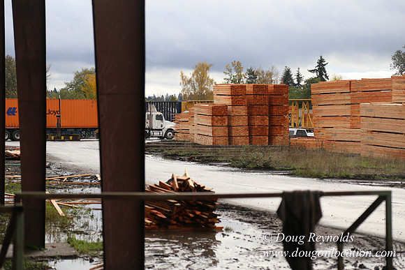 Saw Mill and Lumber Yard