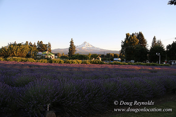 Bob's Lavender-8711