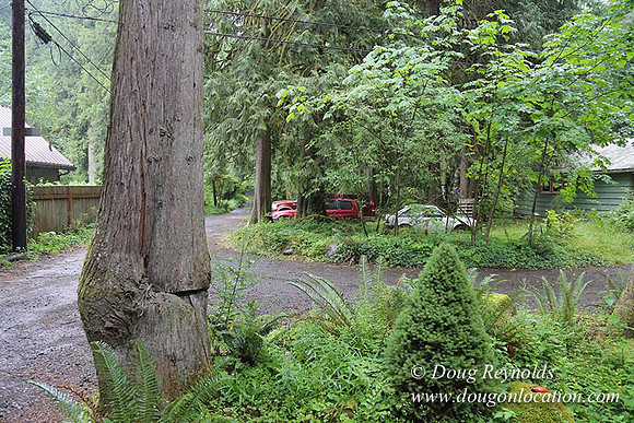 Small, Cabin, Home, River, OR, Oregon, Green, Yard,