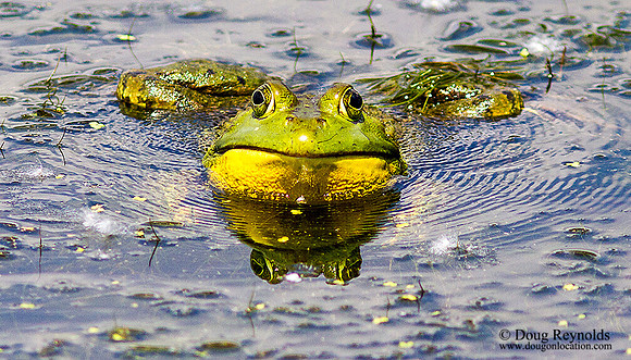Bull Frog in Pond
