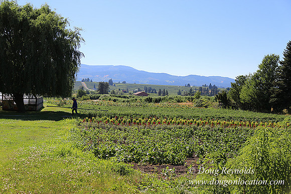 Thompson Rd Farm-8265