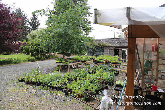 Shere's Garden Flowers & produce