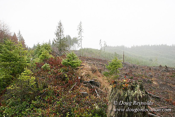 WC Clear Cut 2010-7839