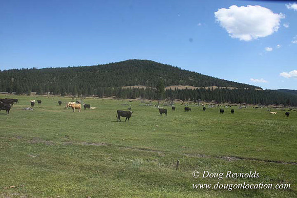Ranch 18 South side of Hwy  has 2500 Acres of green fields Creeks water crossing Bridges on a Large Lake and miles of Dirt roads Oak trees  Forest land ATV Trails cows