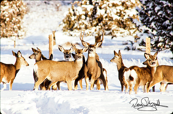 Mule Deer in Snow