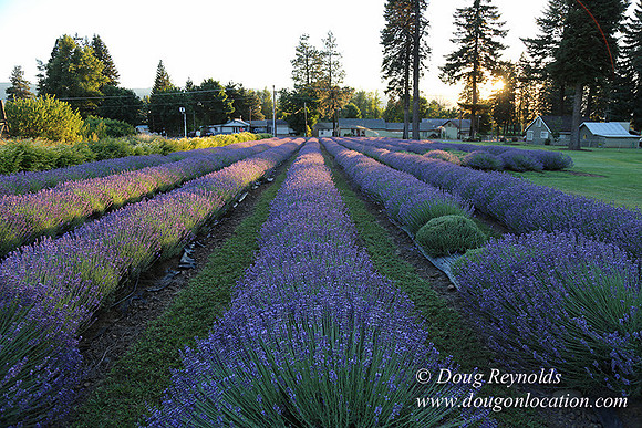 Bob's Lavender-8709