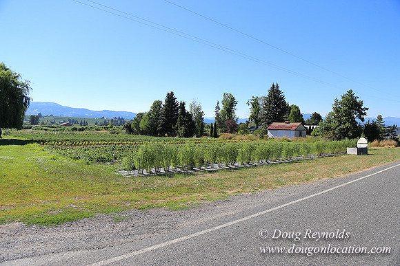 Thompson Rd Farm-8271